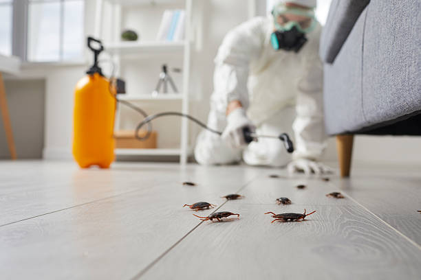 Commercial Rodent Management in Claremont